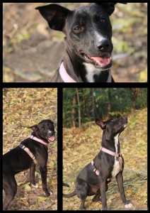 cleocollage